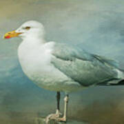 Herring Gull Art Print