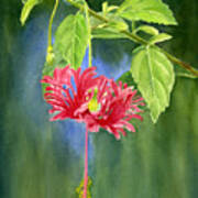 Hibiscus Chinese Red Lantern With Background Art Print