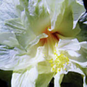 Hibiscus White Beauty Art Print
