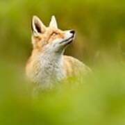 High Hopes - Red Fox Looking Up Art Print