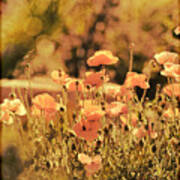 Hillside Poppies And Sunset Art Print