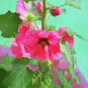 Hollyhocks - 2 Art Print