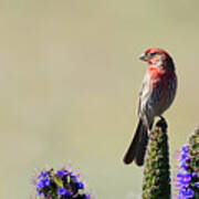 Hollywood Finch -- House Finch In San Simeon, California Art Print