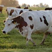 Holstein In A Hurry Art Print