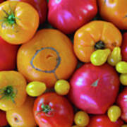 Homegrown Heirloom Tomatoes Art Print