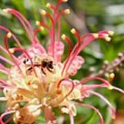 Honey Bee On Grevillea Art Print