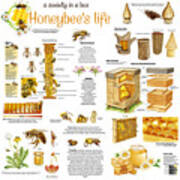 Honey Bees Infographic Art Print