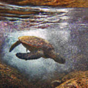 Honu Dives Under Art Print