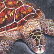 Honu Il Art Print