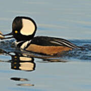 Hooded Merganser And Eel Art Print