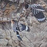 Hoopoes Feeding Art Print