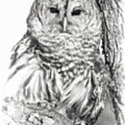 Hoot Owl Art Print