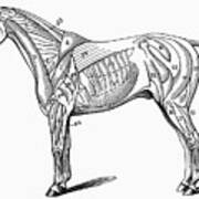 Horse: Muscle Structure Art Print