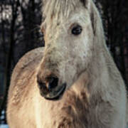 Horse Portrait Art Print