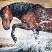 Horse Splash Art Print