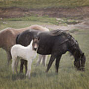 Horses And Colt Art Print