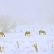 Horses Grazing In A Field Of Snow And Fog Art Print