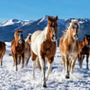 Horses In Winter Art Print