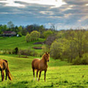 Horses On A Pasture In Kentucky Art Print