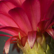 Hot Pink Cactus Flower Art Print
