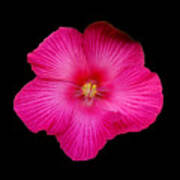 Hot Pink Hibiscus Art Print