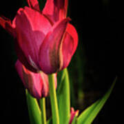 Hot Pink Tulip On Black Art Print