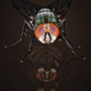 Housefly 1 Art Print