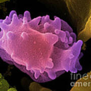 Human Lymphocyte Cell, Sem Art Print