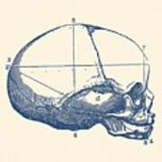 Human Skull - Side View - Vintage Anatomy Art Print