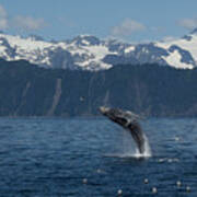 Humback Whale Full Breach Art Print