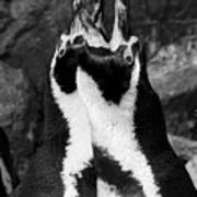 Humboldt Penguins Art Print