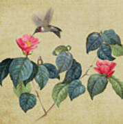 Hummingbird And Japanese Camillea Art Print