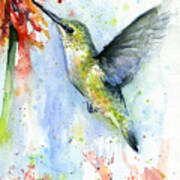 Hummingbird And Red Flower Watercolor Art Print