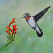 Hummingbird Beauty Art Print