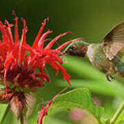 Hummingbird Delight Art Print