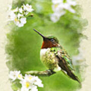 Hummingbird Flora And Fauna Blank Note Card Art Print