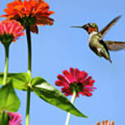 Hummingbird Happiness Art Print