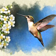 Hummingbird Blank Note Card Art Print