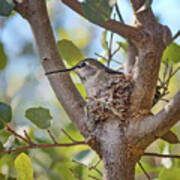 Hummingbird - Nesting Art Print