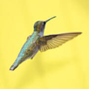 Hummingbird On Yellow 3 Art Print