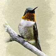 Hummingbird Portrait Blank Note Card Art Print