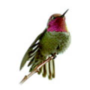 Hummingbird Portrait T1 Art Print