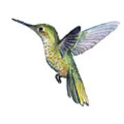 Hummingbird Watercolor Illustration Art Print