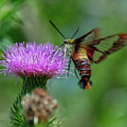 Hummingbirdbird Moth Dining Art Print