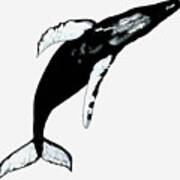 Humpback Whale On White Art Print