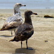 Huntington Beach Gulls Art Print