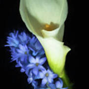 Hyacinth And Calla Lily Art Print