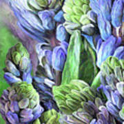 Hyacinth Moods 2 Art Print