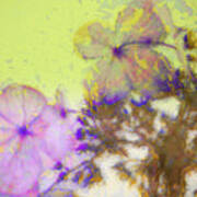 Hydrangea Blossoms Art Print