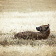 Hyena At Rest Art Print